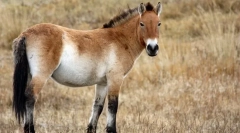 Konj przewalski